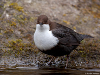 Waterspreeuw / Dipper - Amsterdamse Waterleidingduinen