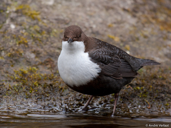 Waterspreeuw / Dipper - Amsterdamse Waterleidingduinen