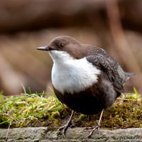 Waterspreeuw / Dipper - Amsterdamse Waterleidingduinen