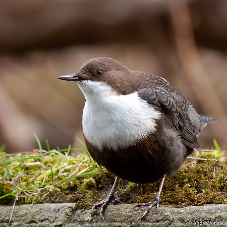 Waterspreeuw / Dipper - Amsterdamse Waterleidingduinen