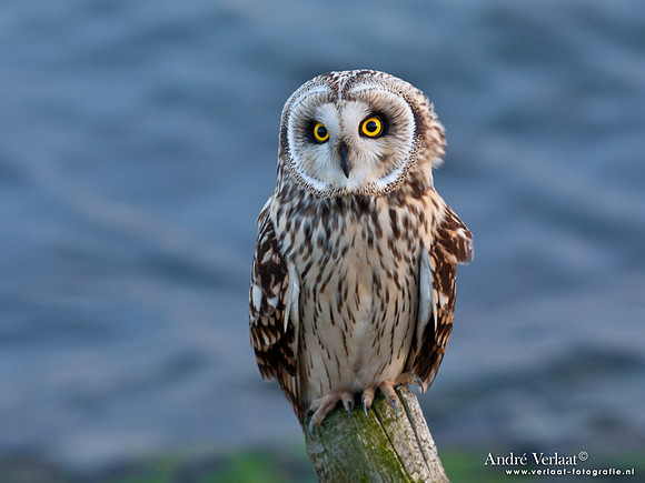 Velduil / Short-eared Owl - Burghsluis