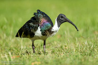 Strohalsibis / Straw-necked Ibis
