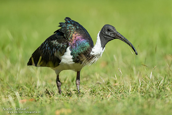 Strohalsibis / Straw-necked Ibis - Jabiru NT