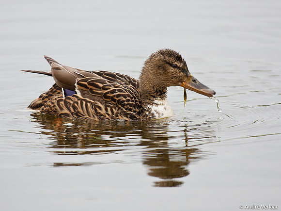 Wilde Eend / Mallard - Leekermeer