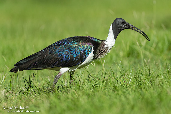 Strohalsibis / Straw-necked Ibis - Jabiru NT
