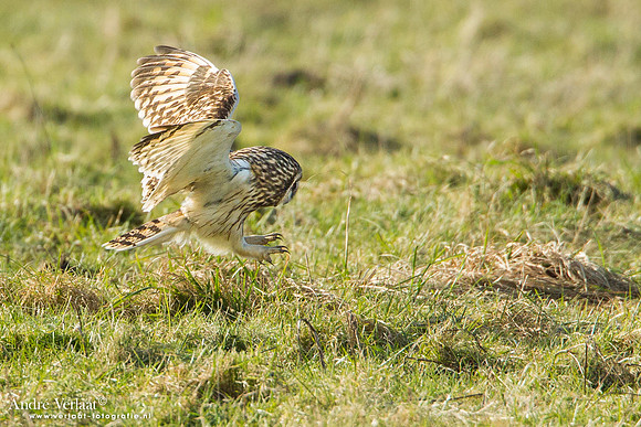 Velduil / Short-eared Owl - Lauwersoog