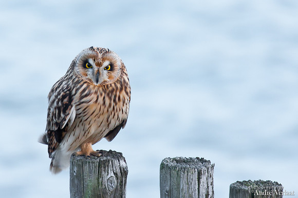 Velduil / Short-eared Owl - Burghsluis