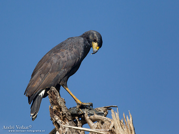 Zwarte Arendbuizerd / Great Black Hawk - Bigi Pan