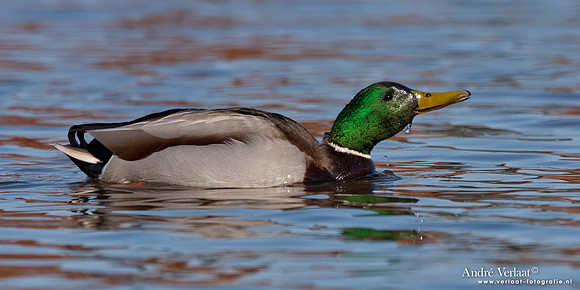 Wilde Eend / Mallard - Den Oever