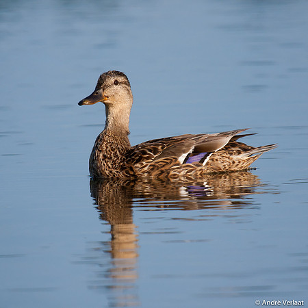 Wilde Eend / Mallard - Leekermeer
