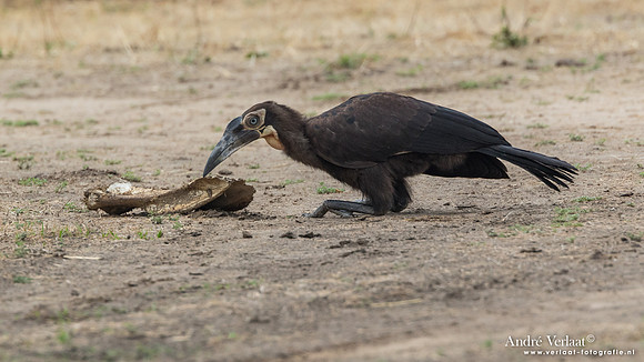 Zuidelijke Hoornraaf / Ground Hornbill - South Luangwa NP