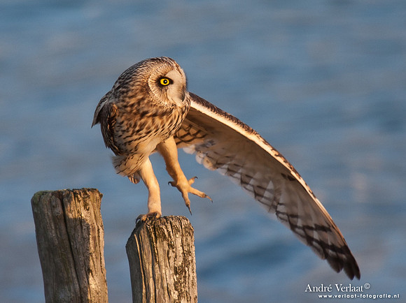 Velduil / Short-eared Owl - Burghsluis