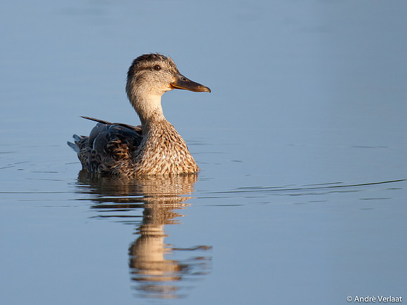 Wilde Eend / Mallard - Leekermeer