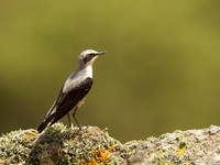 Tapuit / Northern Wheatear