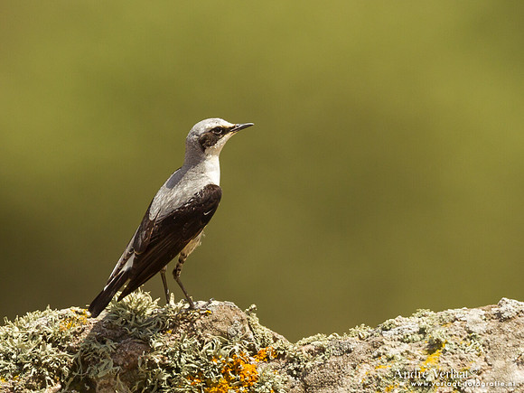 Tapuit / Northern Wheatear - Lesvos