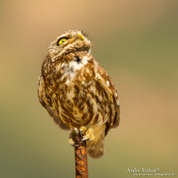 Steenuil / Little Owl - Lesvos