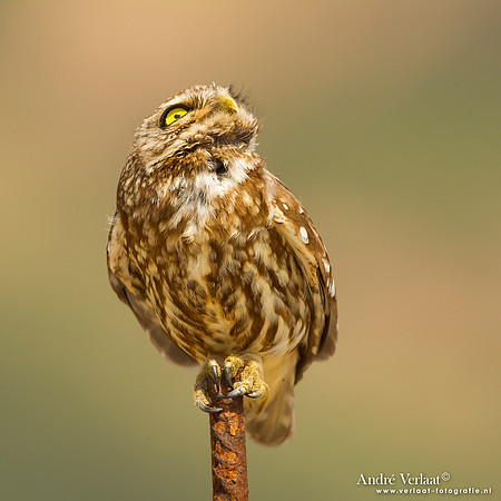 Steenuil / Little Owl - Lesvos