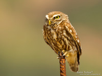 Steenuil / Little Owl - Lesvos