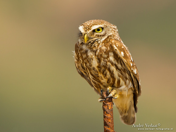 Steenuil / Little Owl - Lesvos