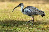 Strohalsibis / Straw-necked Ibis - Jabiru NT
