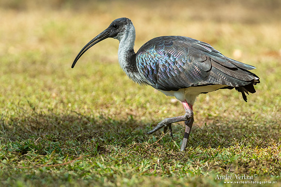 Strohalsibis / Straw-necked Ibis - Jabiru NT