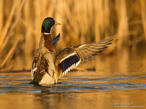 Wilde Eend / Mallard - Den Oever