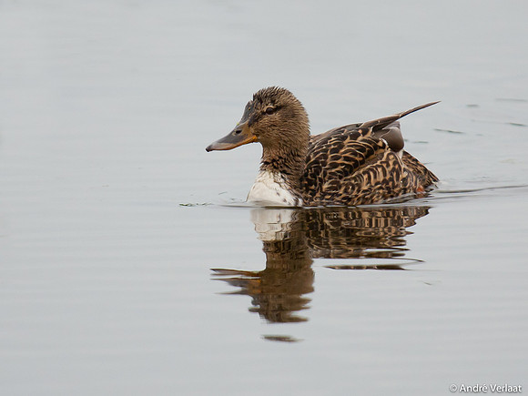 Wilde Eend / Mallard - Leekermeer
