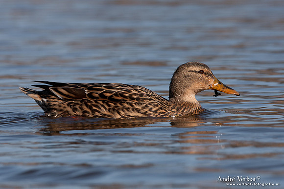 Wilde Eend / Mallard - Den Oever