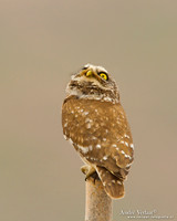 Steenuil / Little Owl - Lesvos