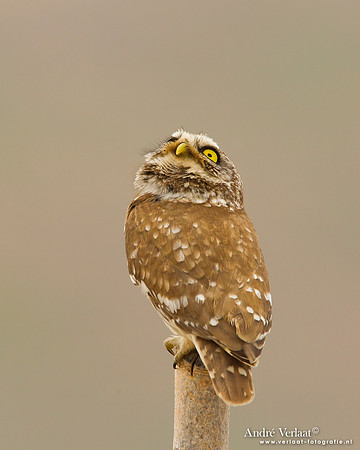 Steenuil / Little Owl - Lesvos