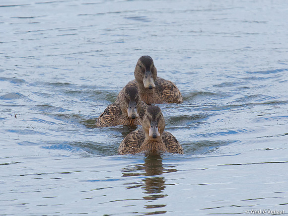 Wilde Eend / Mallard - Lepelaarplassen