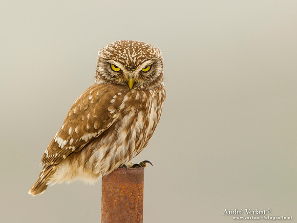 Steenuil / Little Owl - Lesvos