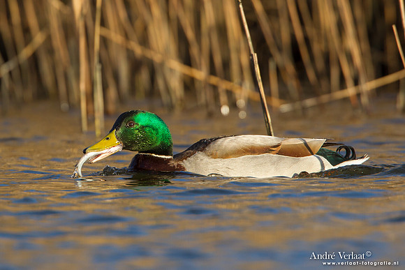 Wilde Eend / Mallard - Den Oever