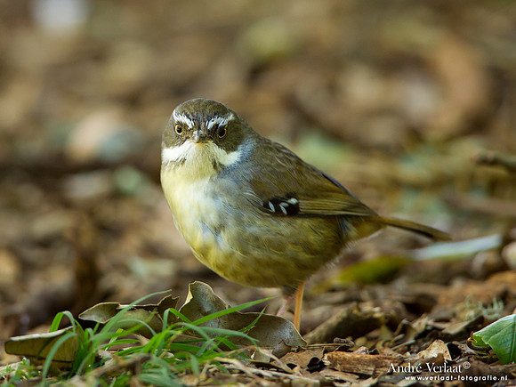 Witbrauw-struiksluiper / White-browed Scrubwren - Bunya Moutains