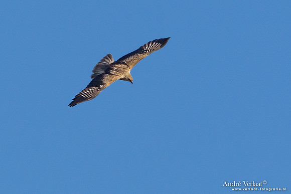 Wigstaartwouw / Whistling Kite - Bowra Sanctuary