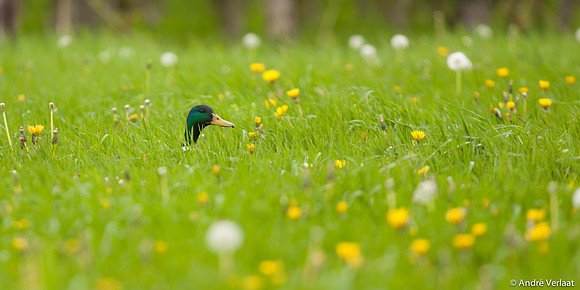 Wilde Eend / Mallard - Leekermeer