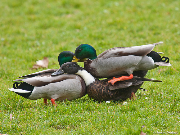 Wilde Eend / Mallard - Enkhuizen