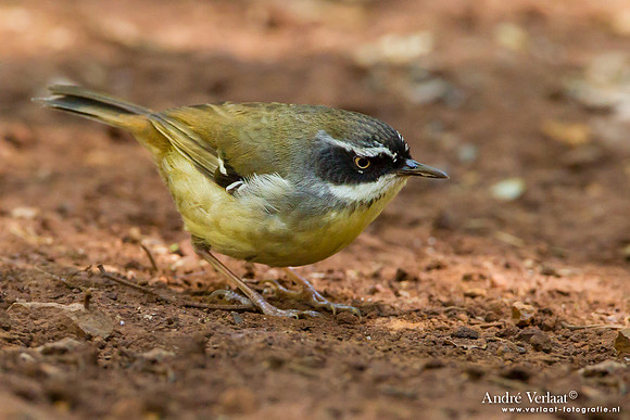 Witbrauw-struiksluiper / White-browed Scrubwren - Bunya Moutains
