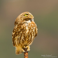 Steenuil / Little Owl - Lesvos