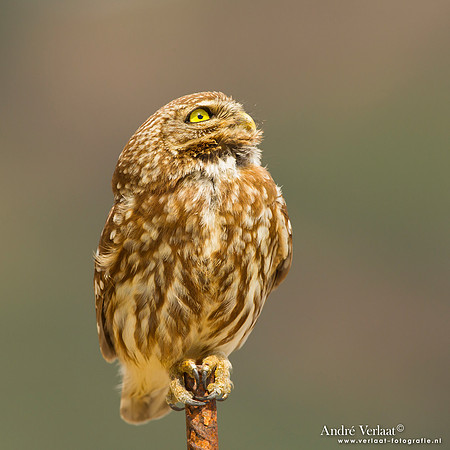 Steenuil / Little Owl - Lesvos