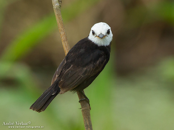 Witkopwatertiran / White-headed Marsh Tyrant - Peperpot