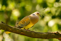 Zomertortel / Turtle-Dove - Tiszagyenda