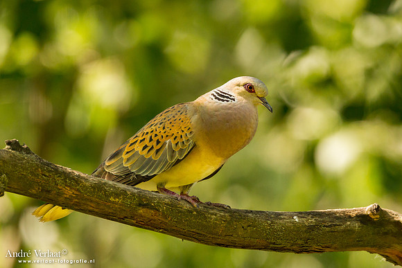 Zomertortel / Turtle-Dove - Tiszagyenda