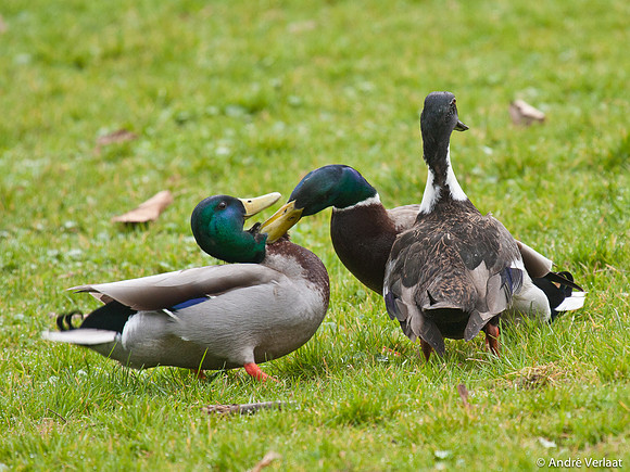 Wilde Eend / Mallard - Enkhuizen