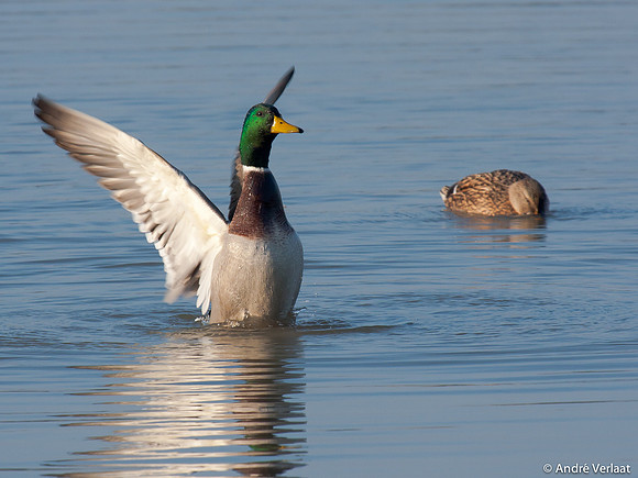 Wilde Eend / Mallard - Leekermeer