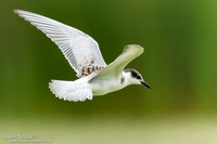 Witwangstern / Whiskered Tern - Hortobagyi Nemzet Park