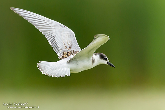 Witwangstern / Whiskered Tern - Hortobagyi Nemzet Park
