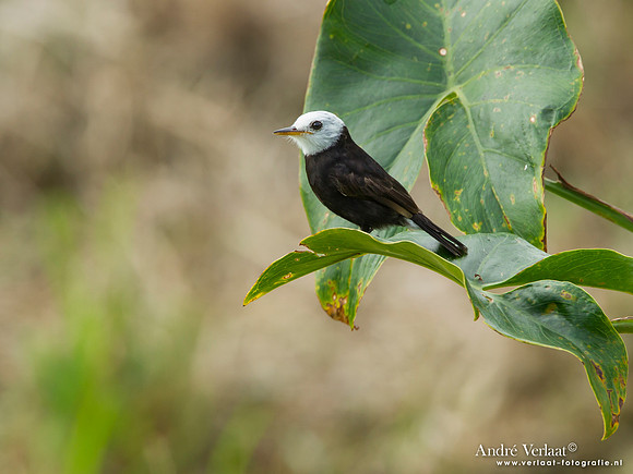 Witkopwatertiran / White-headed Marsh Tyrant - Peperpot
