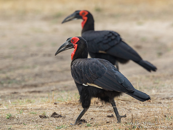 Zuidelijke Hoornraaf / Ground Hornbill - South Luangwa NP