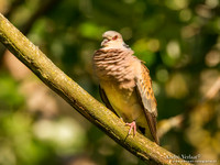Zomertortel / Turtle-Dove - Tiszagyenda